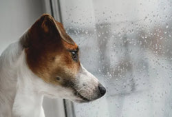 Mi perro se asusta cuando llueve: causas, síntomas y soluciones