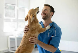 CBD en la clínica veterinaria | lo que todo MVZ debe saber antes de recomendarlo