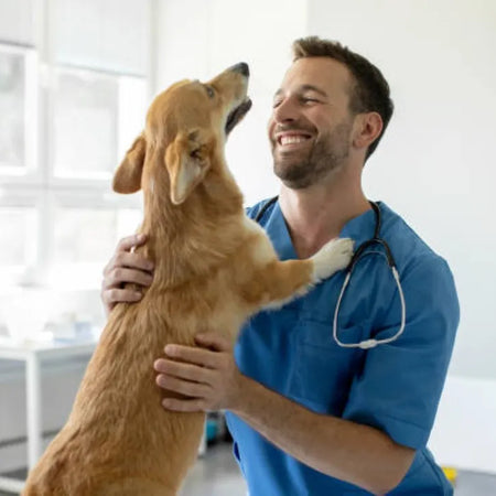 CBD en la clínica veterinaria | lo que todo MVZ debe saber antes de recomendarlo