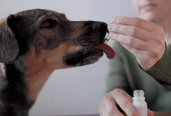 CBD para perros mayores | ¿A partir de qué edad se recomienda?