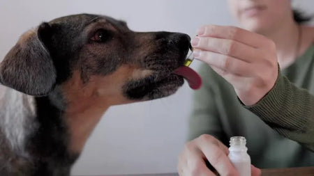 CBD para perros mayores | ¿A partir de qué edad se recomienda?