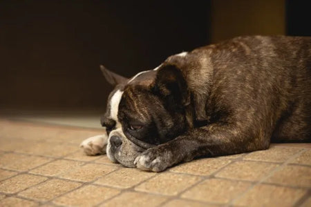 Cómo calmar a un perro ansioso: causas, señales y soluciones
