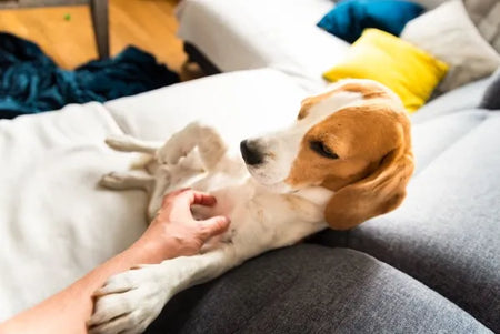 Problemas digestivos y falta de apetito en perros: causas y soluciones naturales