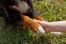 Dolor articular y artritis en perros ancianos: cómo identificarlos y tratarlos
