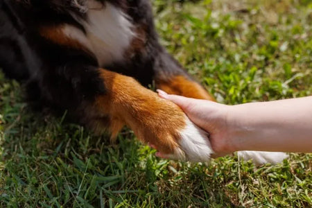 Dolor articular y artritis en perros ancianos: cómo identificarlos y tratarlos