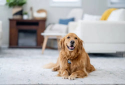 ¿Cuánto tarda el CBD en hacer efecto en perros?