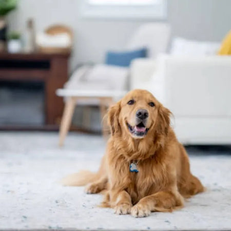 ¿Cuánto tarda el CBD en hacer efecto en perros?