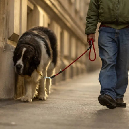 Las razas de perros grandes que más sufren de dolor articular y cómo aliviarlos de forma natural