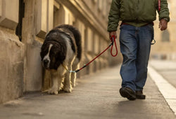 Las razas de perros grandes que más sufren de dolor articular y cómo aliviarlos de forma natural
