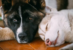 Convulsiones en perros: causas, síntomas y tratamientos naturales