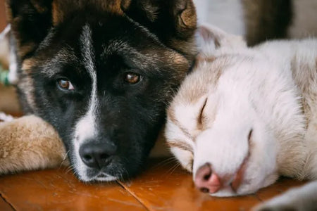 Convulsiones en perros: causas, síntomas y tratamientos naturales