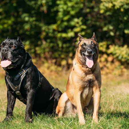 Top 10 razas de perros grandes: nobles, protectores y familiares