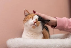 Aceite de CBD para gatos: ¿realmente ayuda con la ansiedad y el dolor?