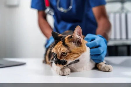 Hipertiroidismo en gatos: síntomas, diagnóstico y cómo el CBD puede apoyar