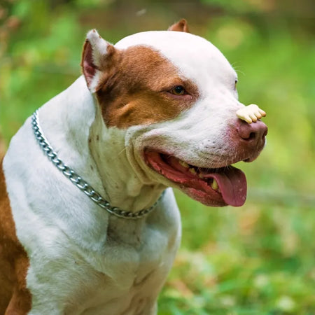 Cuál es el perro más fuerte del mundo: La clasificación de los 10 gigantes caninos