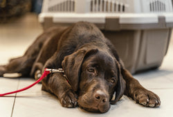 Un perro permanece recostado durante una consulta para evaluar la inflamación crónica en perros.