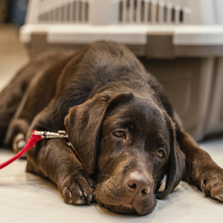 Inflamación crónica en perros: cómo detectarla y mejorar su calidad de vida