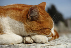 El descanso prolongado puede ser una señal que acompañe al dolor articular en gatos en algunos casos.