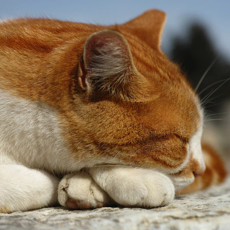 ¿Cómo identificar el dolor articular en gatos antes de que afecte su calidad de vida?
