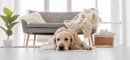 ¿Es malo dejar a un perro solo en casa? Señales, riesgos y soluciones