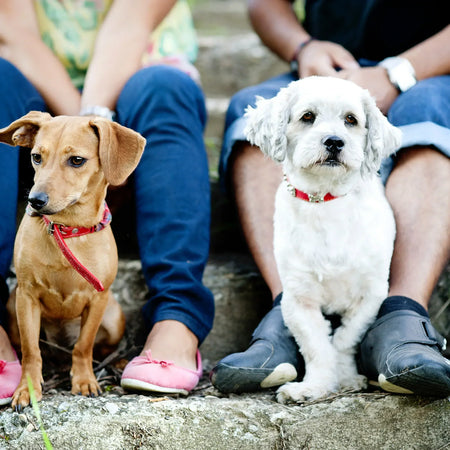 Nombres para perros: ideas originales y populares 2025