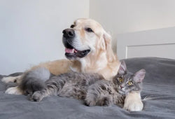 Uso común de CBD en mascotas: Beneficios, aplicaciones y cómo administrarlo