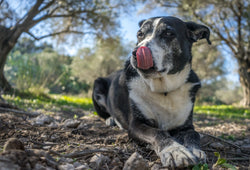 Descubre cómo el CBD mejora la calidad de vida de perros senior en su etapa dorada