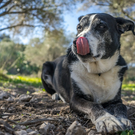 Descubre cómo el CBD mejora la calidad de vida de perros senior en su etapa dorada