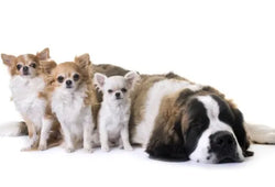 Dosis recomendadas de CBD en mascotas | Cuánto dar según peso y condición