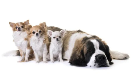 Dosis recomendadas de CBD en mascotas | Cuánto dar según peso y condición