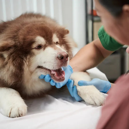 Guía de problemas respiratorios en perros: Señales de alerta y cómo actuar