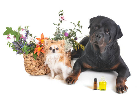 Uso de aceites con CBD y sus beneficios en mascotas