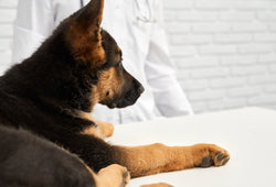Todo lo que debes saber sobre la artritis en perros y cómo mejorar su movilidad naturalmente