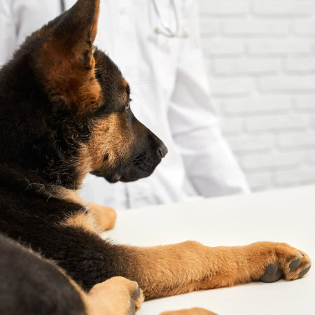 Todo lo que debes saber sobre la artritis en perros y cómo mejorar su movilidad naturalmente
