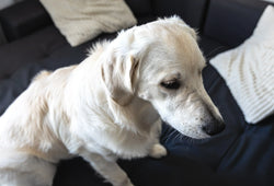 La postura tranquila de un perro senior puede acompañar cambios relacionados con el síndrome cognitivo en perros mayores.