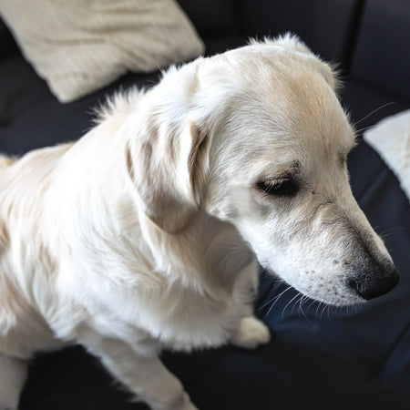 Síndrome cognitivo en perros mayores: señales de envejecimiento que no debes ignorar
