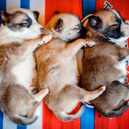 Top 10 nombres para perros inspirados en superhéroes, caricaturas y la cultura pop