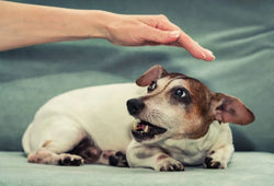 Perro ansioso: síntomas, causas y cómo calmarlo de forma natural