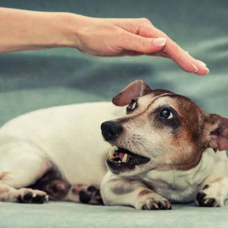 Perro ansioso: síntomas, causas y cómo calmarlo de forma natural