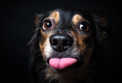 Primer plano de un perro pequeño de pelaje negro y marrón con grandes ojos sacando la lengua para obtener aceite relajante.