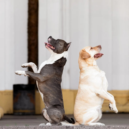 CBD Gotas: qué son, beneficios y cómo usarlas correctamente