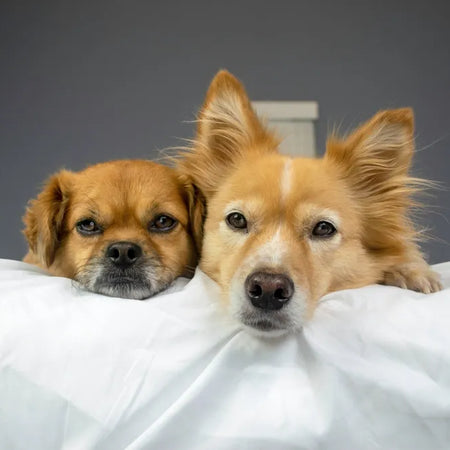 Enfermedades de perros: Guía completa de las más comunes y su prevención