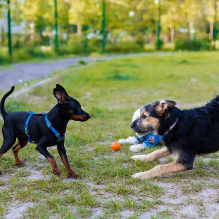 Juguetes interactivos para perros: ¿Cuáles son los mejores?