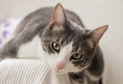 ¿Qué es el estrés en gatos?