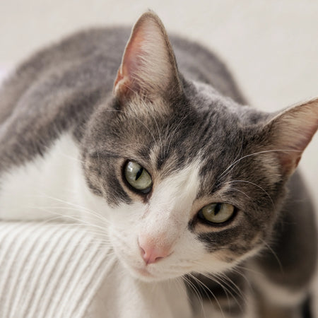 ¿Qué es el estrés en gatos?