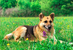 Descubre los beneficios del cáñamo para mascotas: salud natural y bienestar