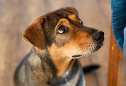 Señales y soluciones para saber si mi perro tiene ansiedad