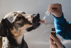 ¿Qué es el aceite de cáñamo para perros y cómo les ayuda?