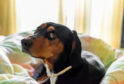 ¿por qué tiembla un perro nervioso cuando escucha ruidos fuertes y cómo ayudarlo?