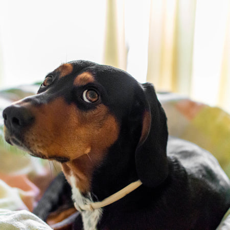 ¿por qué tiembla un perro nervioso cuando escucha ruidos fuertes y cómo ayudarlo?